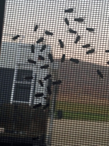Flies Searching for Warmth